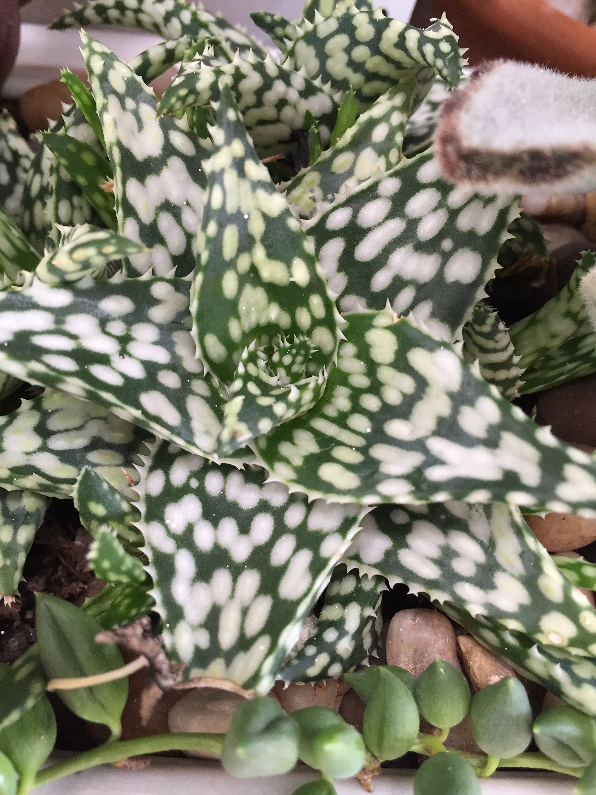 Succulent Plant Aloe ‘Pepe’ Rare Collection Indoor - |Home|Indoor|Bedroom|Table|Living Room|Office Decoration Gift (Healthy Live Plant =-image-9
