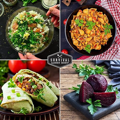 Miniatura 6 de Semillas de perejil italiano de hoja plana para plantar, variedad tradicional sin OMG, hierba de cocina clásica para cocinar en interiores o