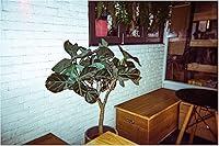 Vista 3 de RETO Amber Spark - Cámara de película desechable de 1.378 in 27exp, película negativa de color, sin enfoque, fácil de usar, flash integrado, de un