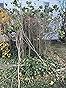 Customer image 1