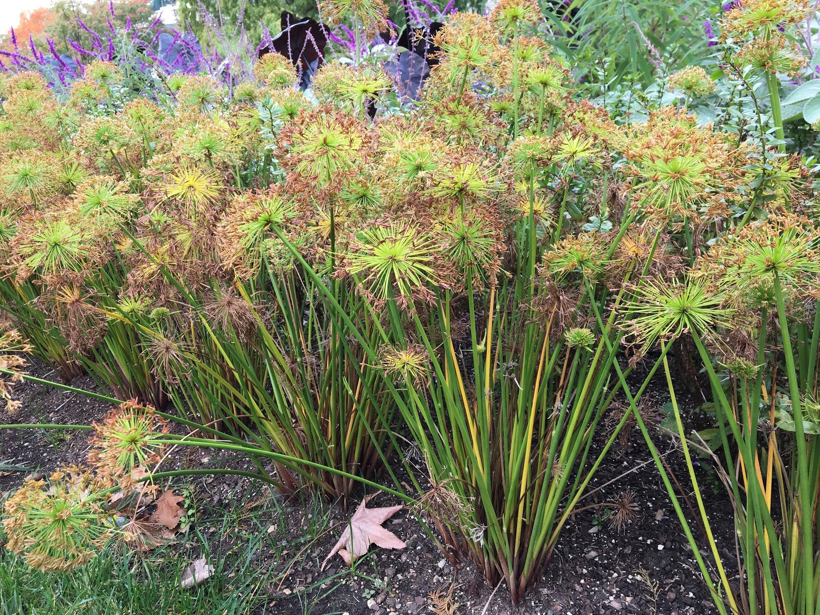 1 PIANTA DI CYPERUS HASPAN PAPIRO IN VASO 12CM
