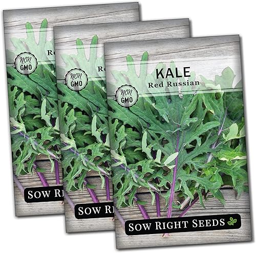 Miniatura 1 de Sow Right Seeds - Semilla de col rizada rusa roja para plantar - Paquete de reliquia sin OMG con instrucciones para plantar un jardín de verduras en