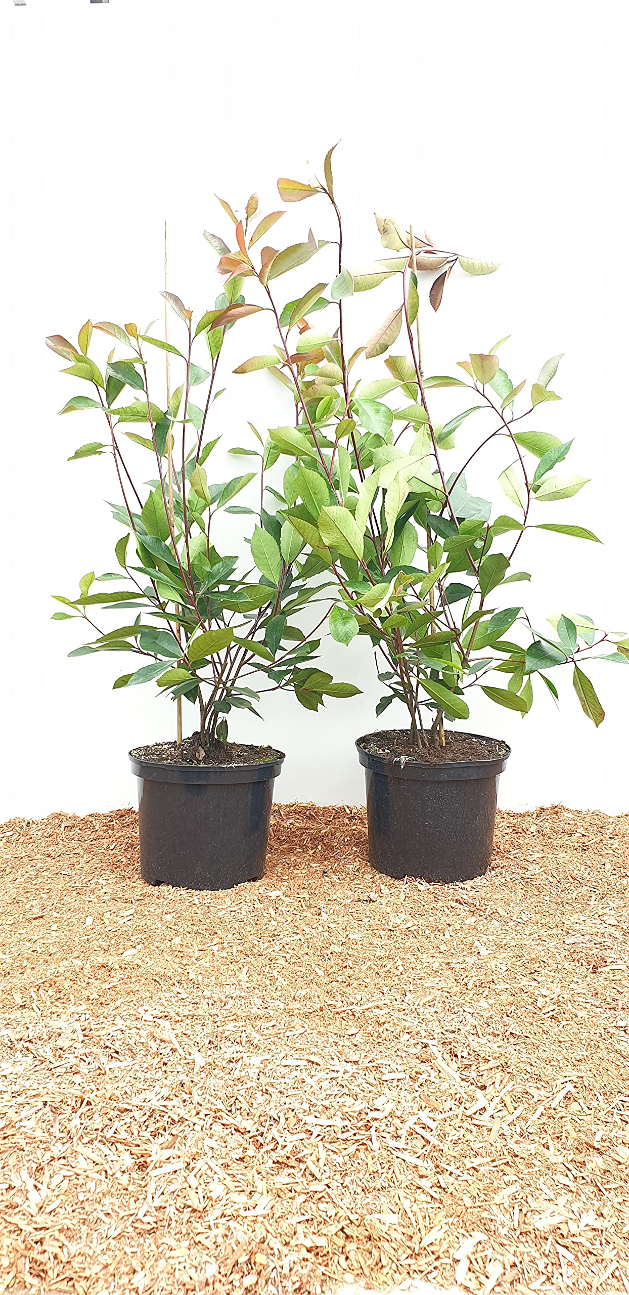 checkerberry plant Gaultheria procumbens main image 0