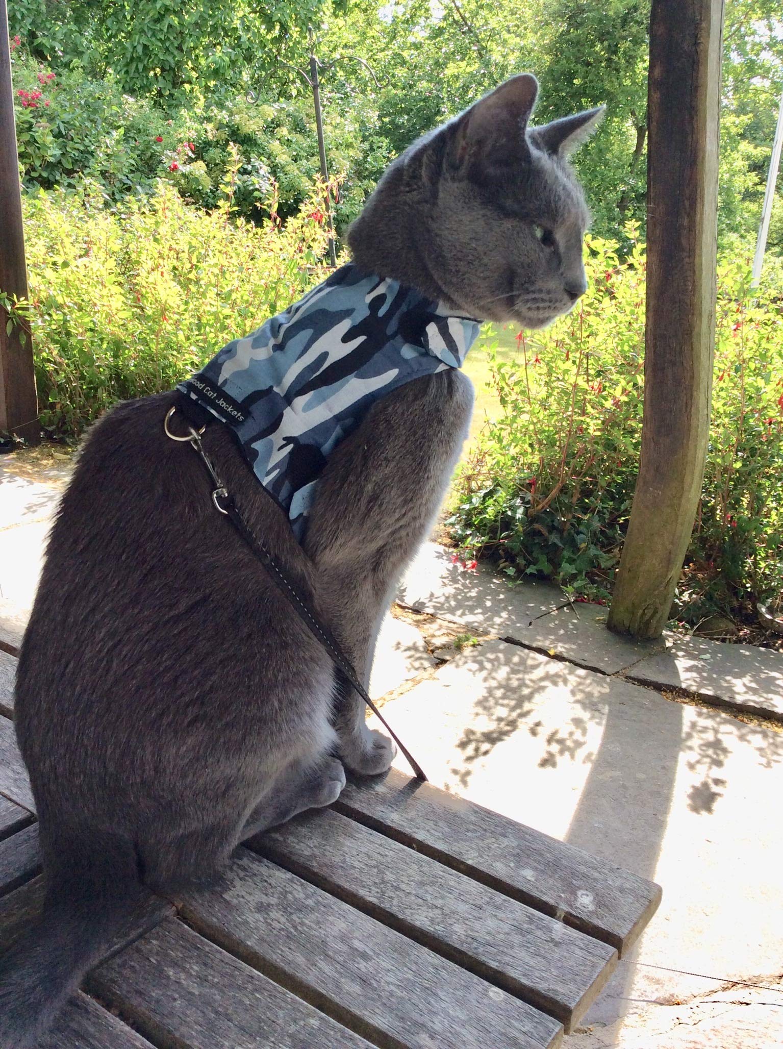 Mynwood Katzenjacke Geschirr Schwarz: Ausbruchsicher Für Erwachsene Katzen - Brustumfang 12-20cm