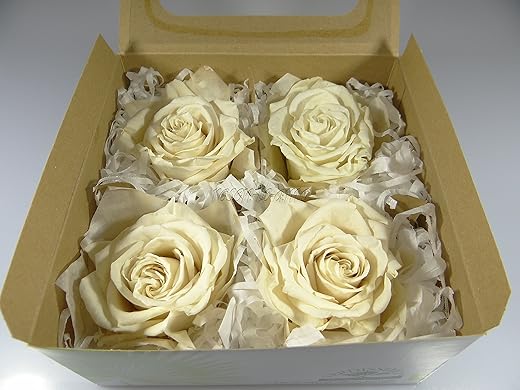 Rosen-te-amo 4 x Premium Preserved Real Rose Heads - Champagne Colour with 25g Preserved Musk
