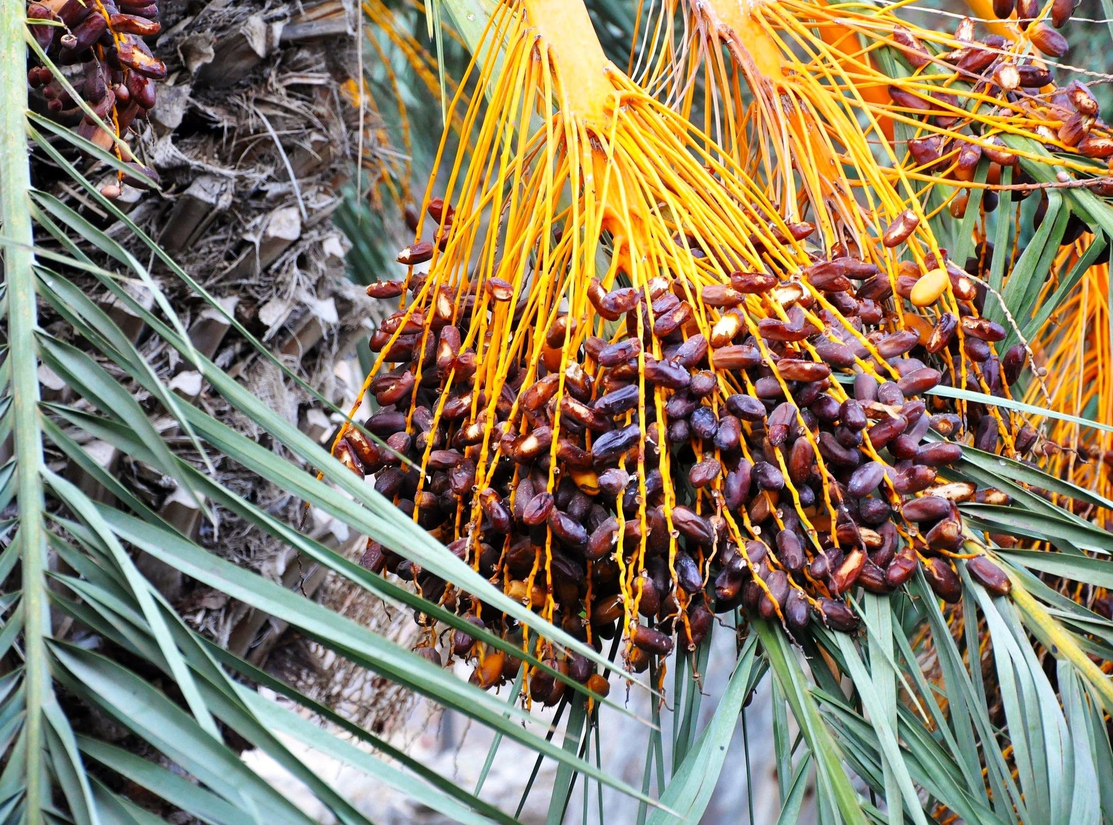 Amazon.com : TomorrowSeeds - Canary Island Date Palm Tree Seeds - 20+ Count  - for 2026 Planting Phoenix Canariensis Mediterranean Desert Golden Date  Palmito Tropical Landscape Perennial Trees Grow Your Own Home : Patio, Lawn  & Garden