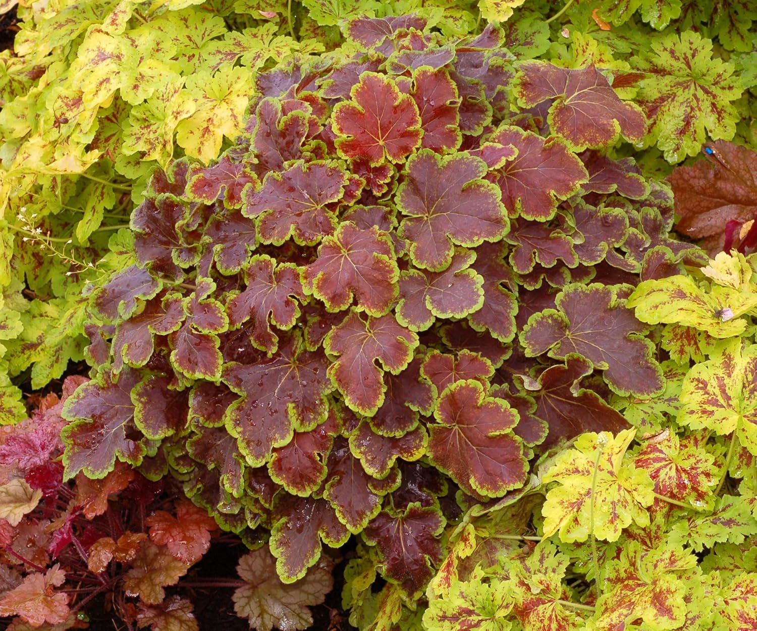 Perennial Farm Marketplace Heucherella 'Solar Eclipse' (Foamy Bells) Perennial, Size-#1 Container, Dark Reddish-Brown Foliage (Pack of 2)
