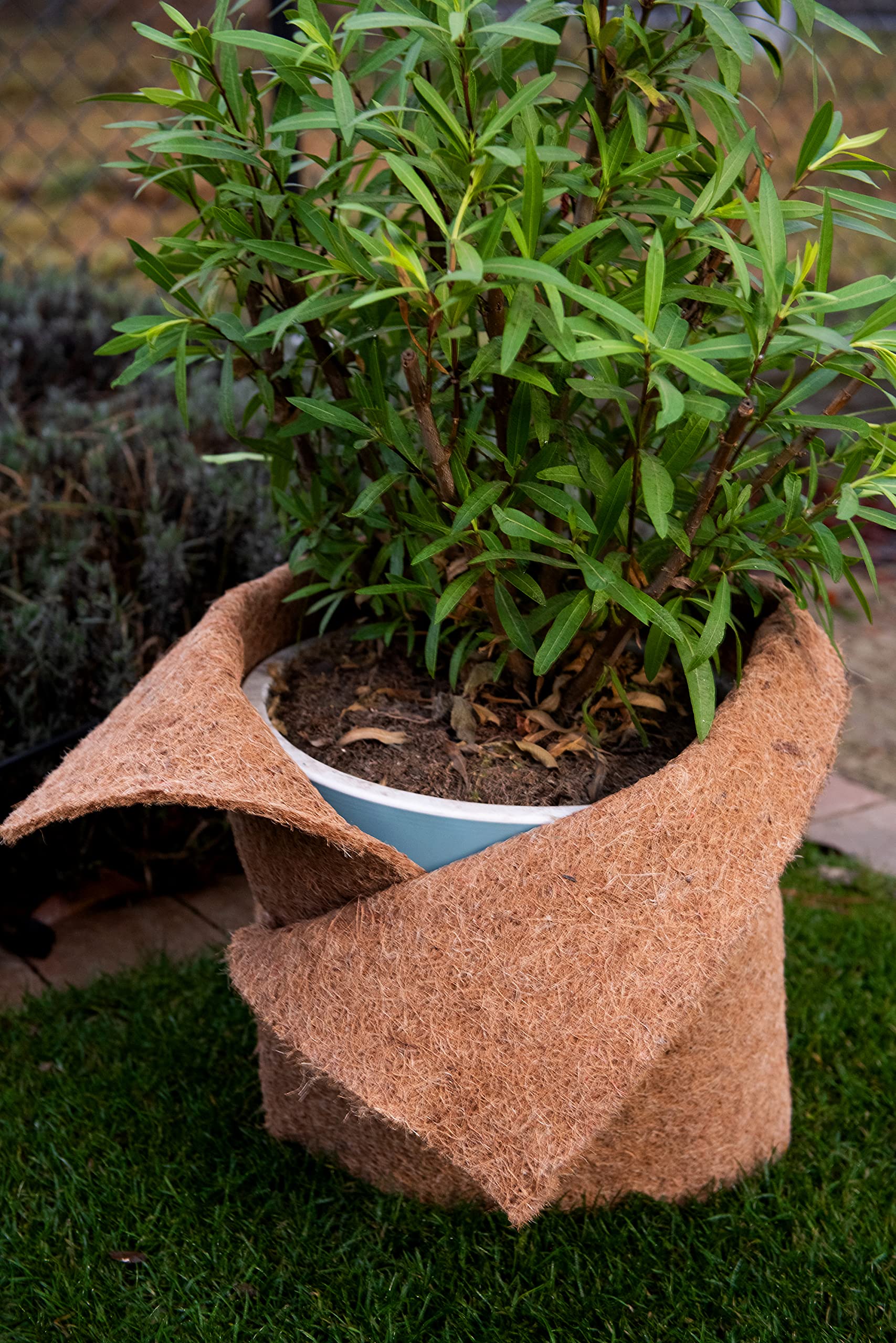 Kokosmatte Winterschutz Kälteschutz für Pflanzen - Meterware 25 cm / 50 cm / 100 cm (Breite) - Kokos Filzmatte für Kübelpflanzen 100% biologisch abbaubar - Garten Haustiermatte - 50cm x 15m, 7mm dick