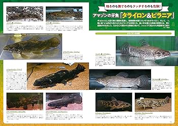 怪魚飼育マガジンGIGAS ６冊 怪魚飼育マガジン GIGAS（ギガス） vol.6 (発売日2023年02月28日