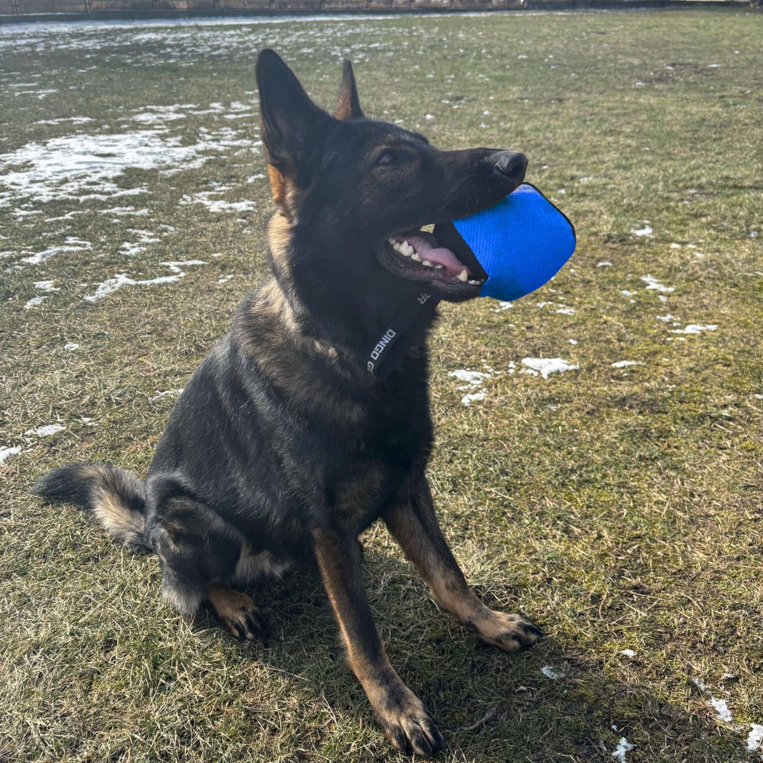 Dingo Gear Beißwurst Hundespielzeug Nylcot 10x10 cm Schwarz/Blau | Mit Griff, Würfelform, Ideal für Training und Spiel, S02776