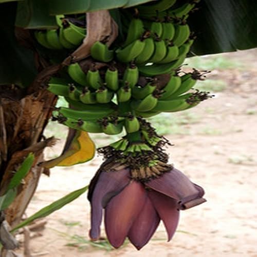 Yereyappa Recipe Rice Appam Recipe - //medicalbooks.filipinodoctors.org