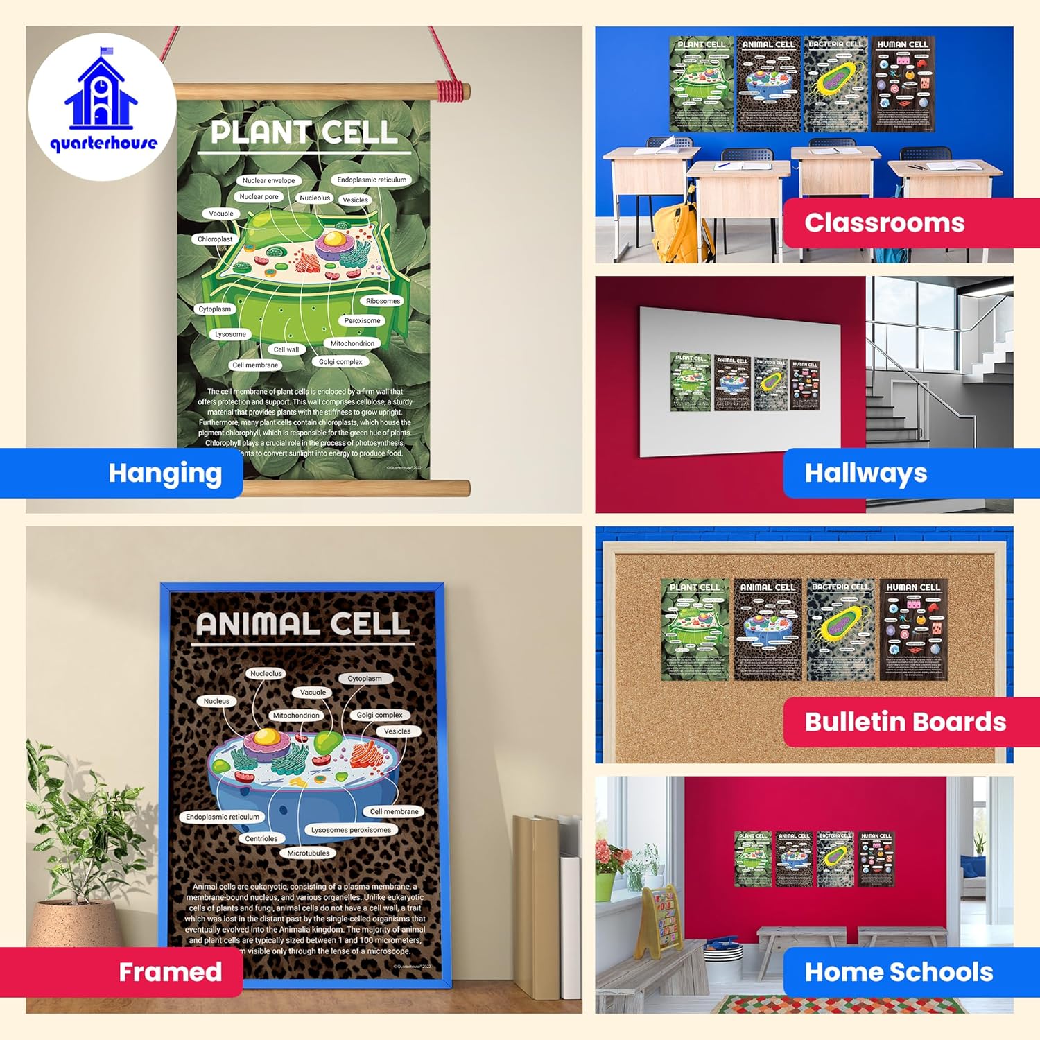 Quarterhouse 4 Poster Cells (Biology) Set, Science Classroom Learning Materials for K-12 Students and Teachers, 12 x 18 Inches, Made in USA