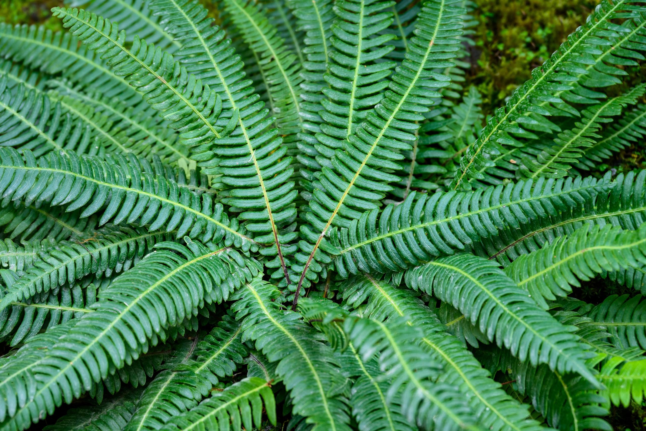 Stauden Gänge 1 x Blechnum spicant im 1 Liter Topf (Farn/Winterhart/Mehrjährig/Staude/Stauden/Immergrün) Rippenfarn - Immergrün und pflegeleicht für schattige Gärten