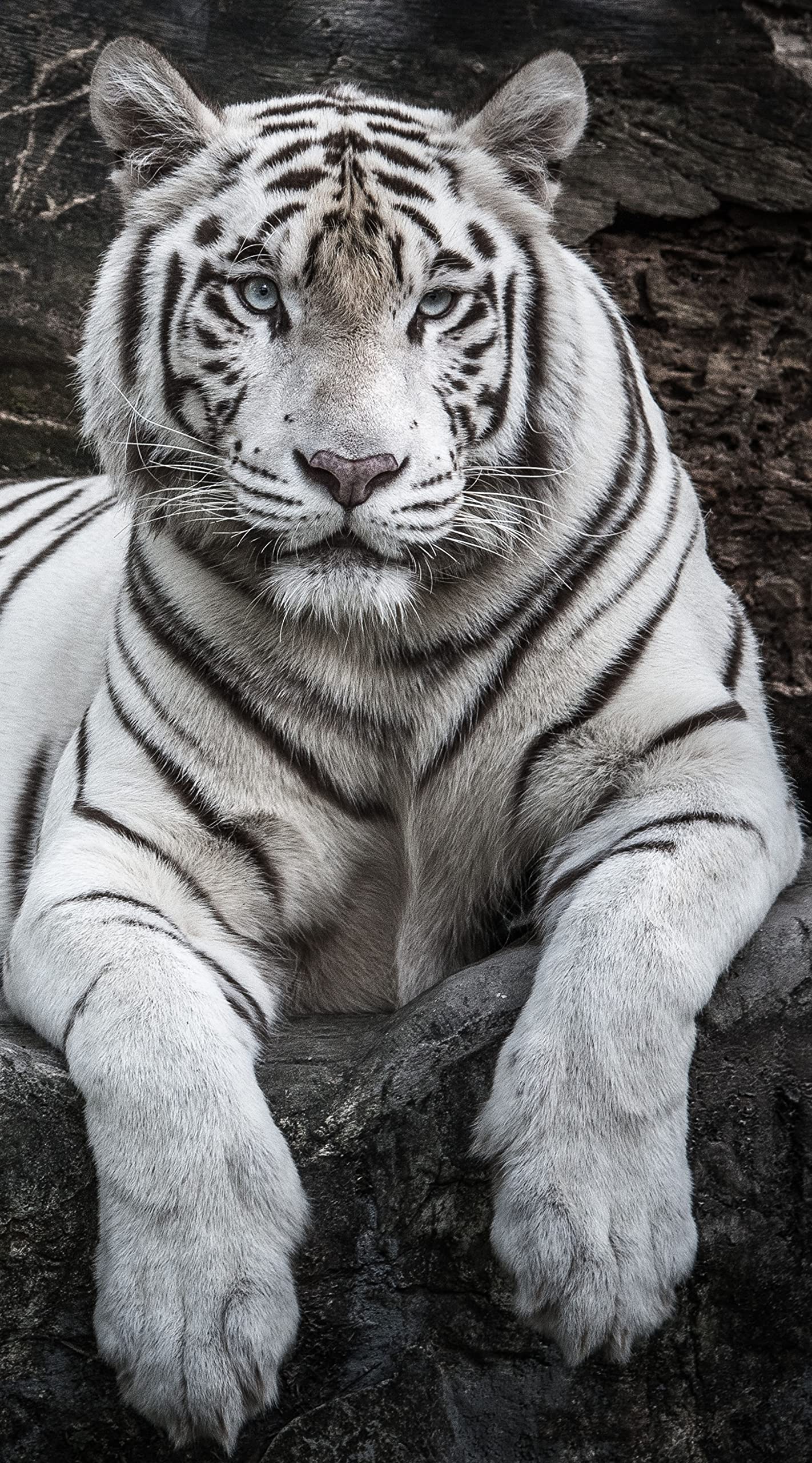 Miracle Home. Towel Microfiber Tiger, 100% Polyester, 75 X 145 cm 15084