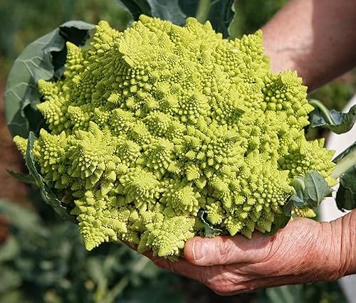 Miniatura 1 de RAISE ME UP Semillas Romanesco Brócoli Col Col Coliflor No GMO Heirloom