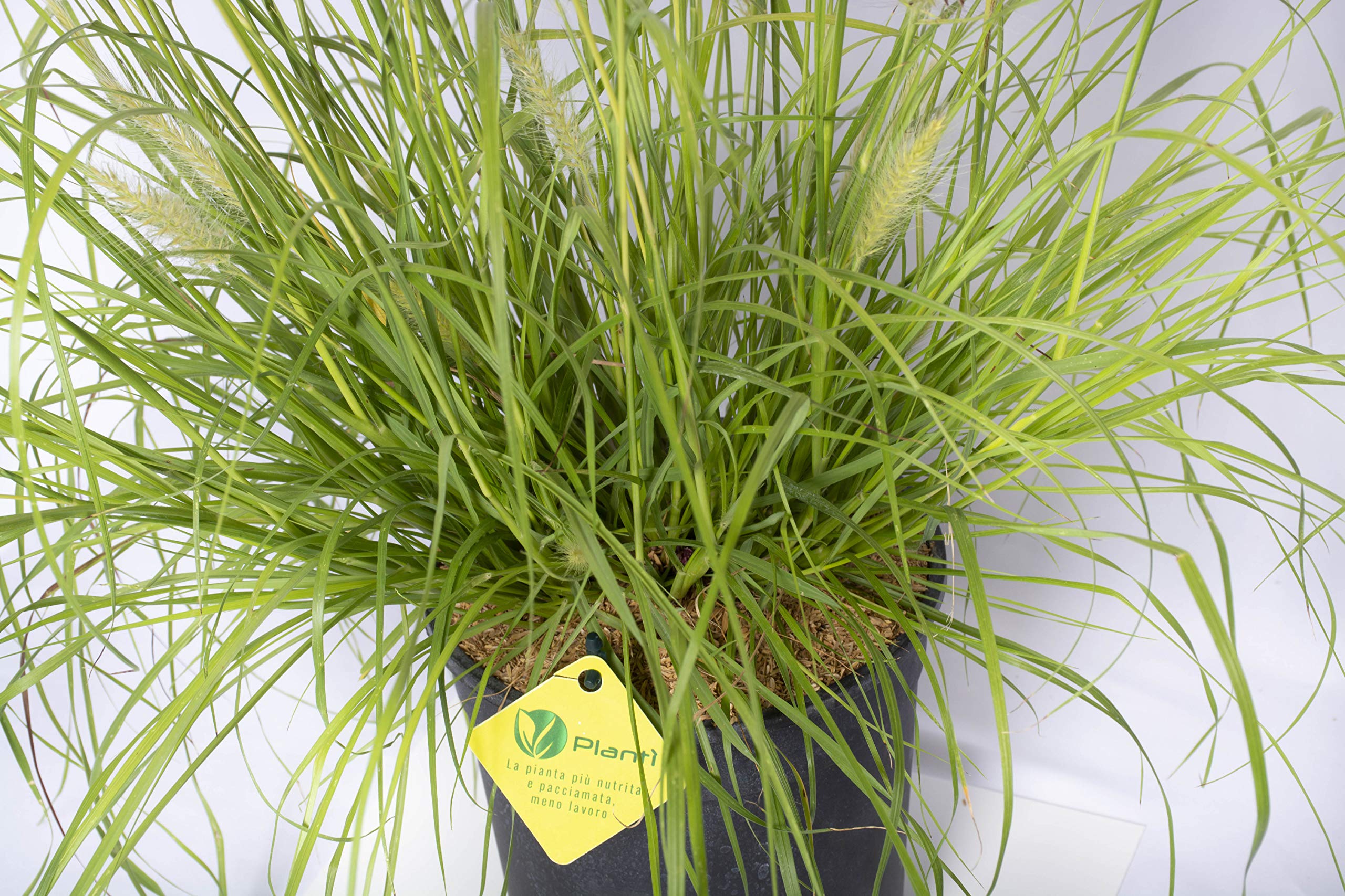 PENNISETUM Piante da siepe sempreverde, Pianta da esterno longeva e versatile con forma a fontana, Diametro vaso 19 cm (Pennisetum Hameln Yellow)
