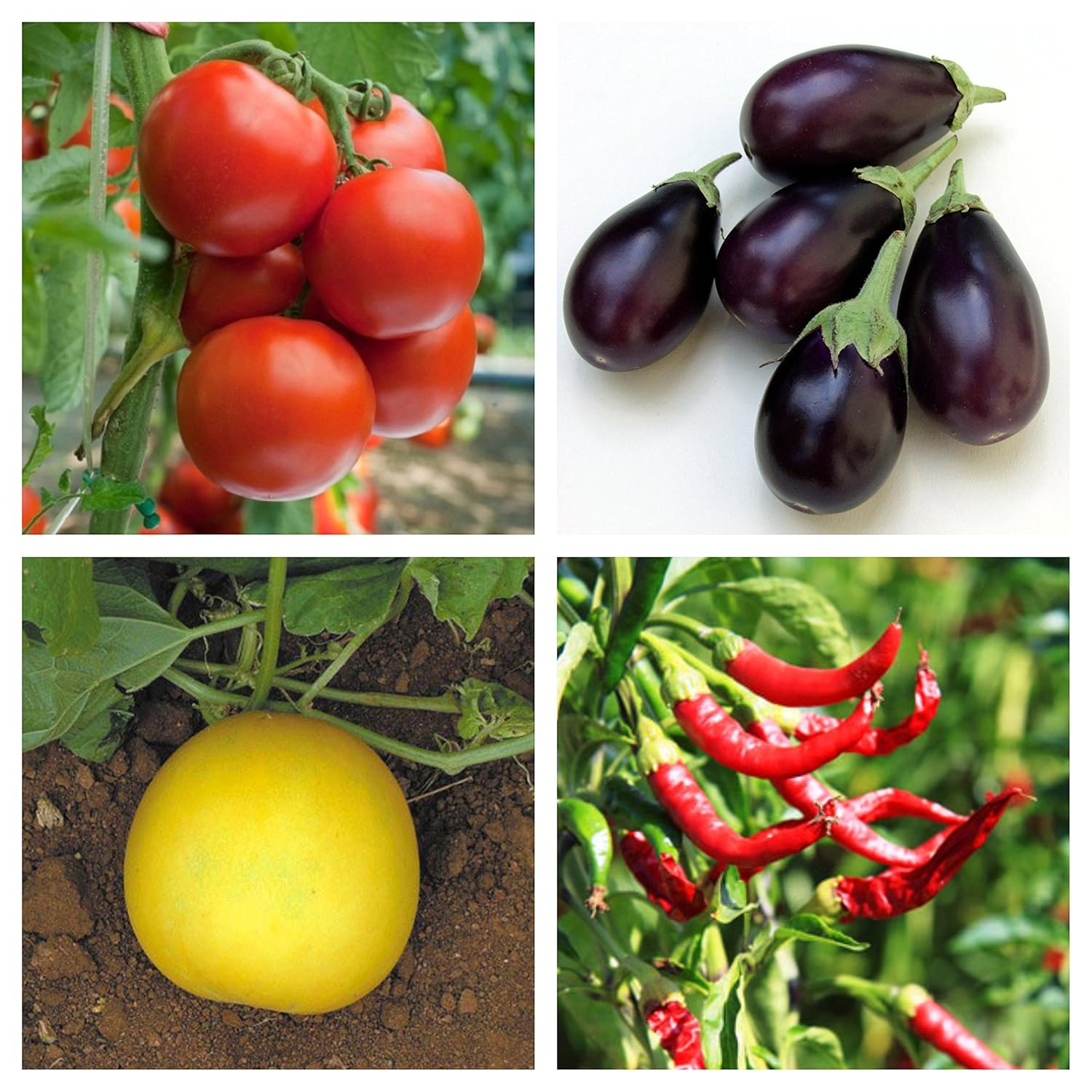 National Gardens Kitchen Garden Seeds Combo Tomato Seeds, Brinjal
