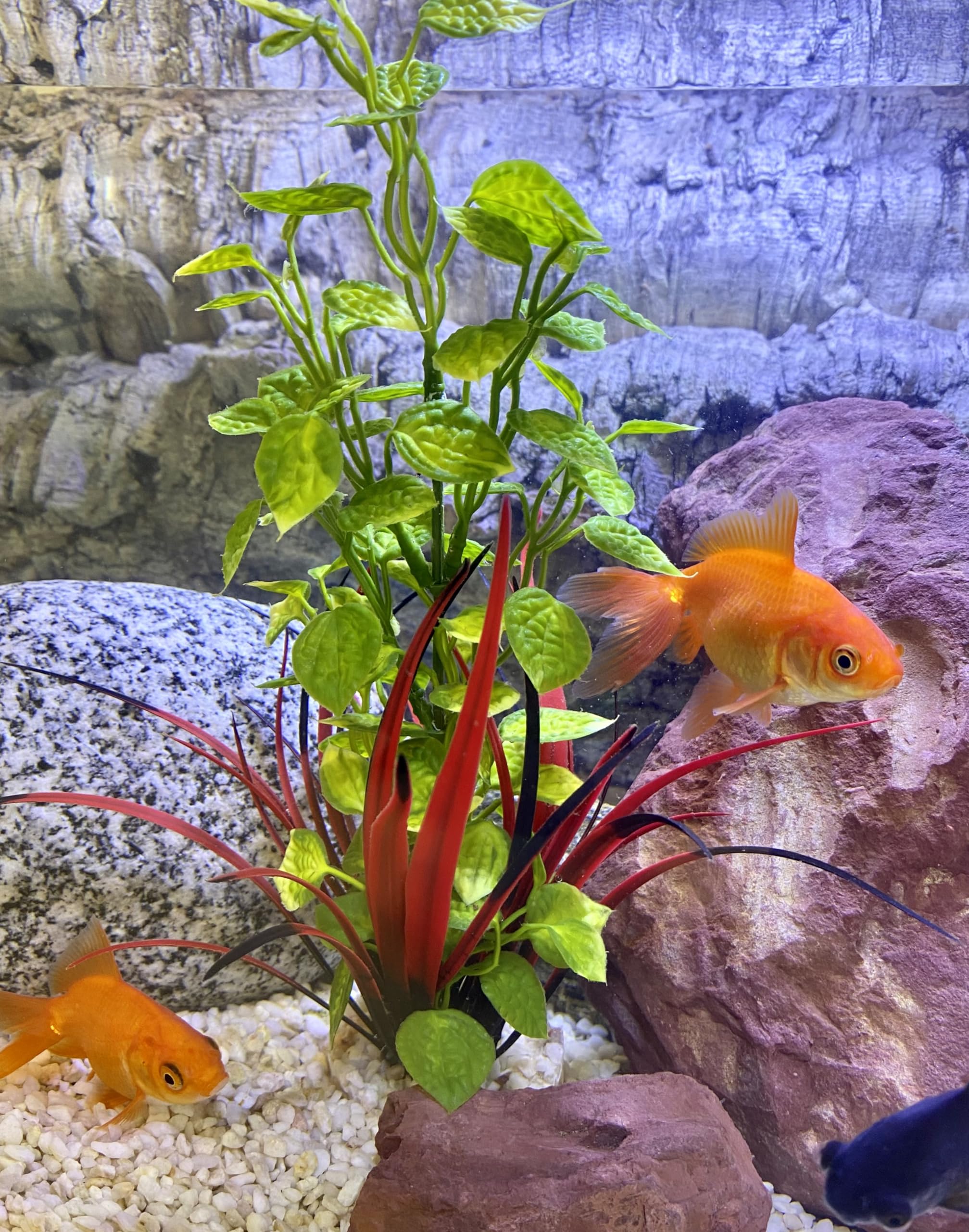 Tyrol - Plante d'Aquarium Artificielle - Décoration pour Aquarium - Plante en plastique sur Socle - Plante d'Intérieur Lotus - Ancrage Facile au fond de l'Aquarium - Fabriquée en France