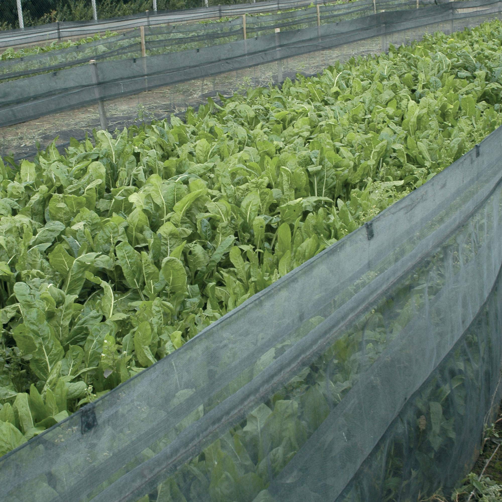 TENAX Rete per Allevamento Lumache e Chiocciole, Elicicoltura, Elix PRO, Nero, 1x100 m