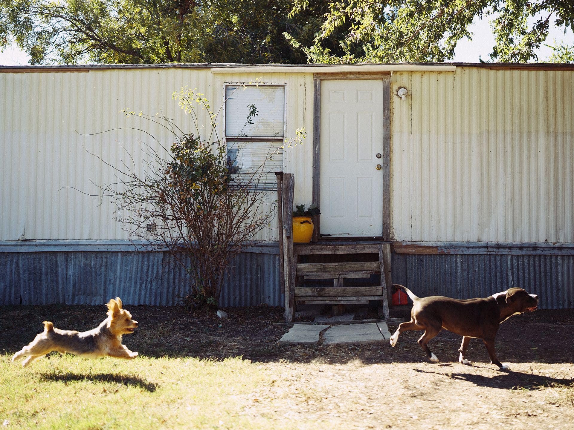 Dexter and The Moonrocks