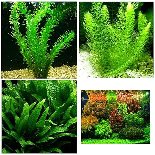 3 Different Live Aquarium Plants - Anacharis + Hornwort +