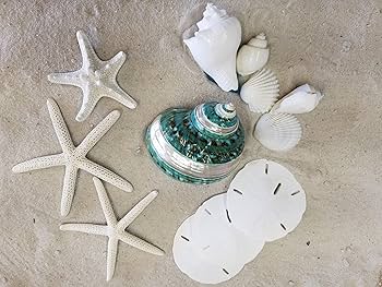 91I05nx1oFL._AC_UF350,