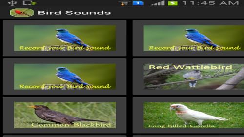 Bird Sounds – vue 2