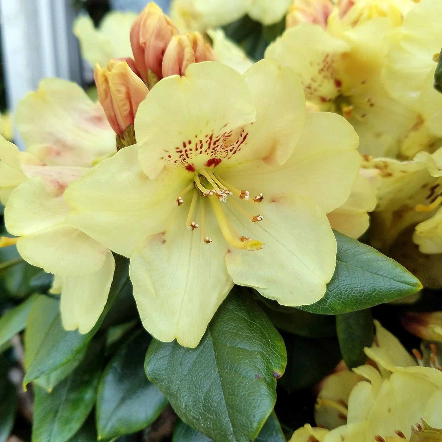 Rhododendron yak. Miyama 'Gold Prinz' (Rhododendron) Evergreen, antique mango flowers, #2 - Size Container