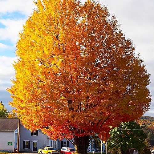 Miniatura 5 de 50 semillas de árbol de arce de azúcar de hoja caduca Acer Saccharum Rock semillas de arce para jardín al aire libre por QAUZUY GARDEN