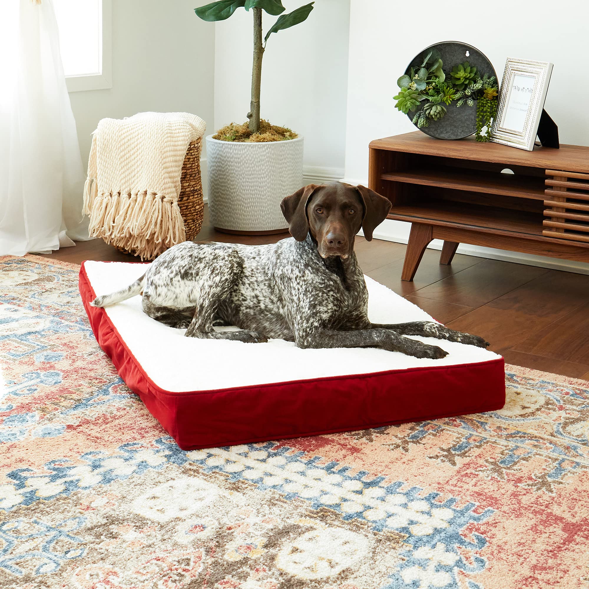 別倉庫からの配送 ASYストアSouth Pine Porch Ollie Rectangle Orthopedic Foam Dog Bed