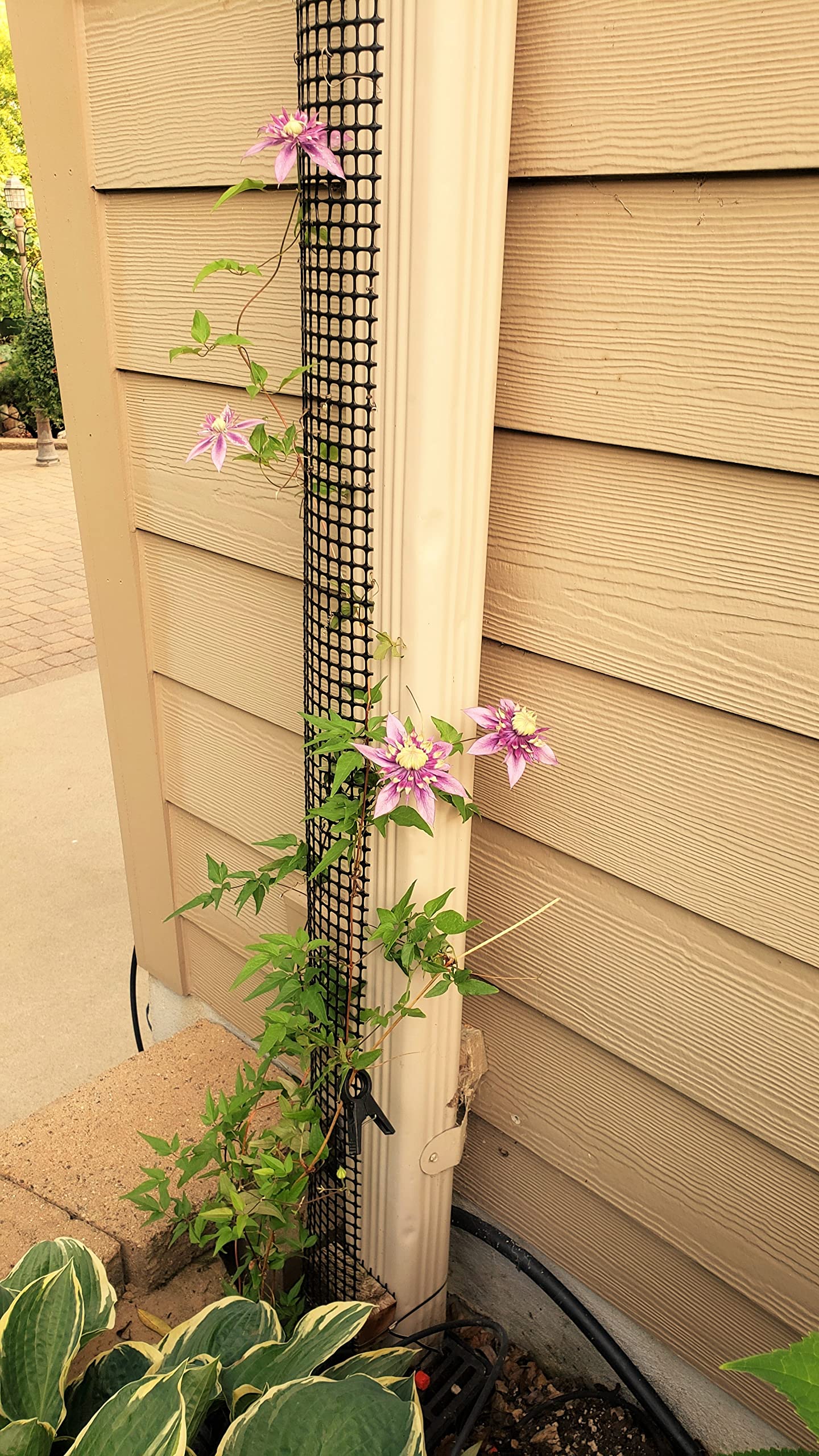 A Downspout Trellis Unobtrusive Trellis for up to 9 feet Tall Downspout Gutters to Grow Climbing