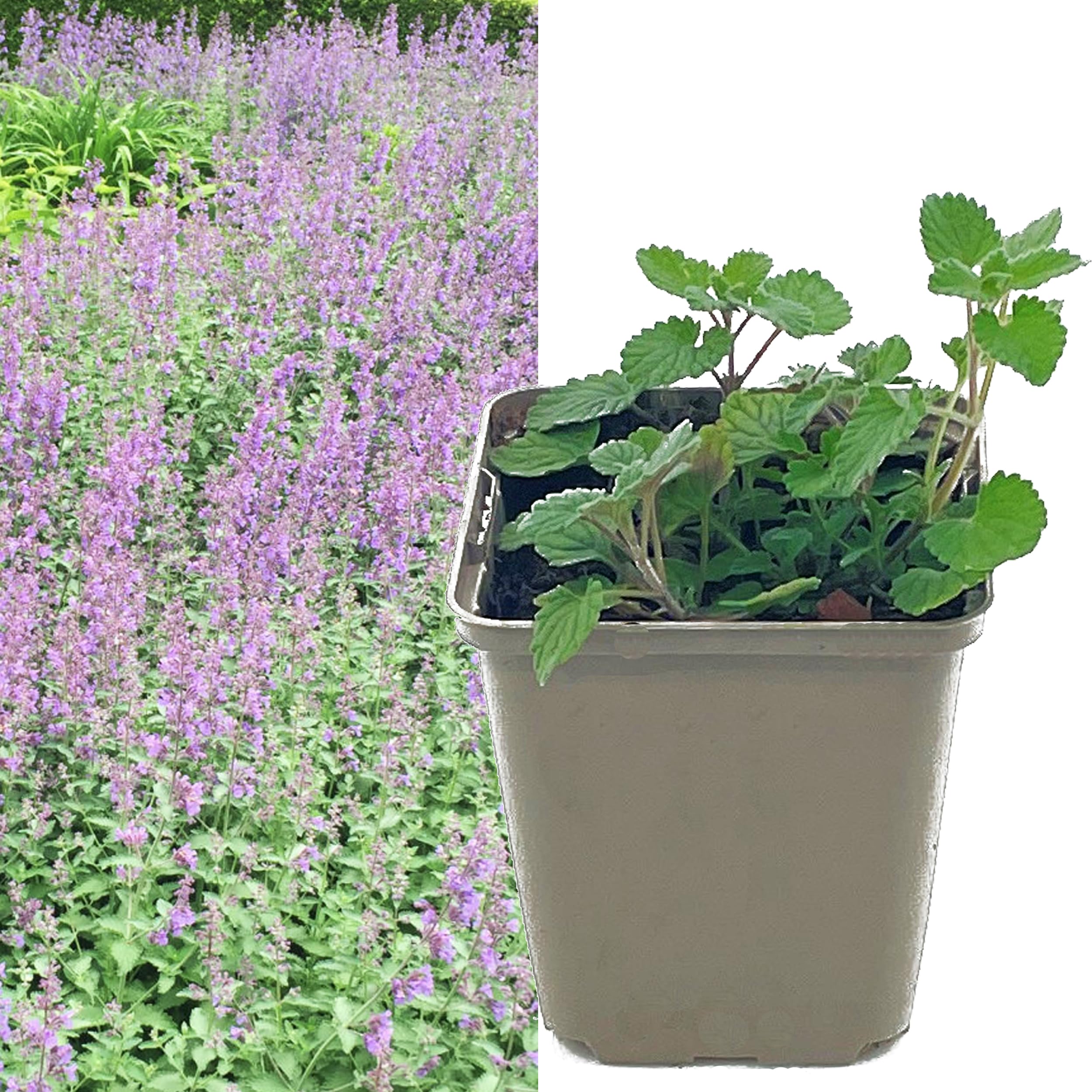 Katzenminze blau violett | Nepeta faassenii von Intragarten blhend im Topf  | Katzen Minze Pflanze Katzenkraut Katzenwohl (3) : Amazon.de: Garten