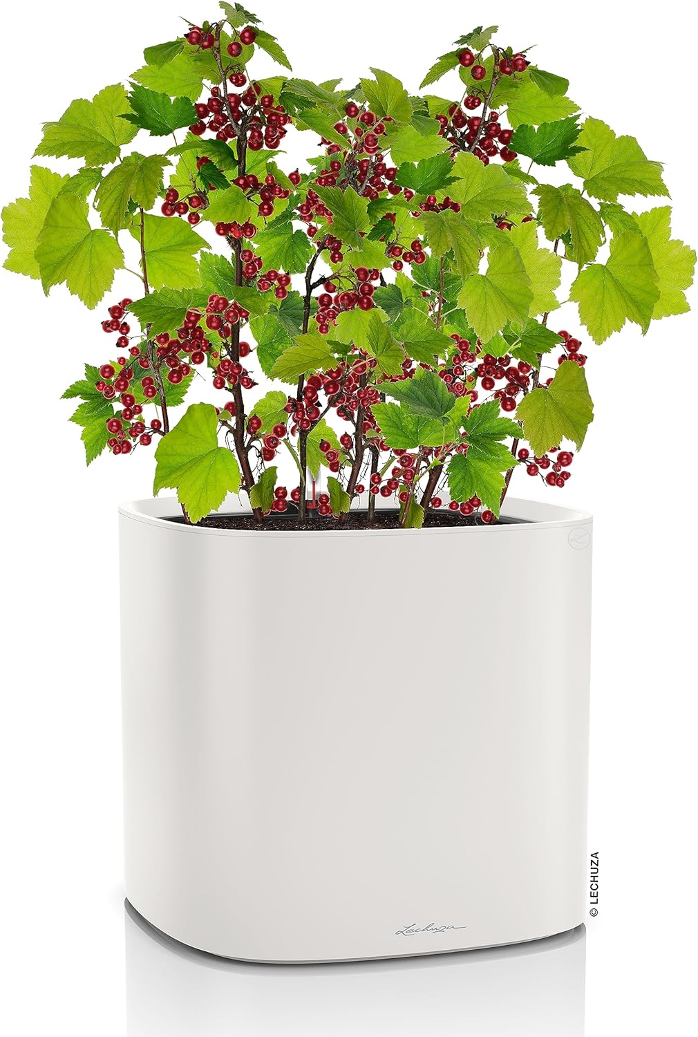 Lechuza PILA Color Light Grey, Self-Watering Square Planter, L13.8 W13.8 H12.8 in