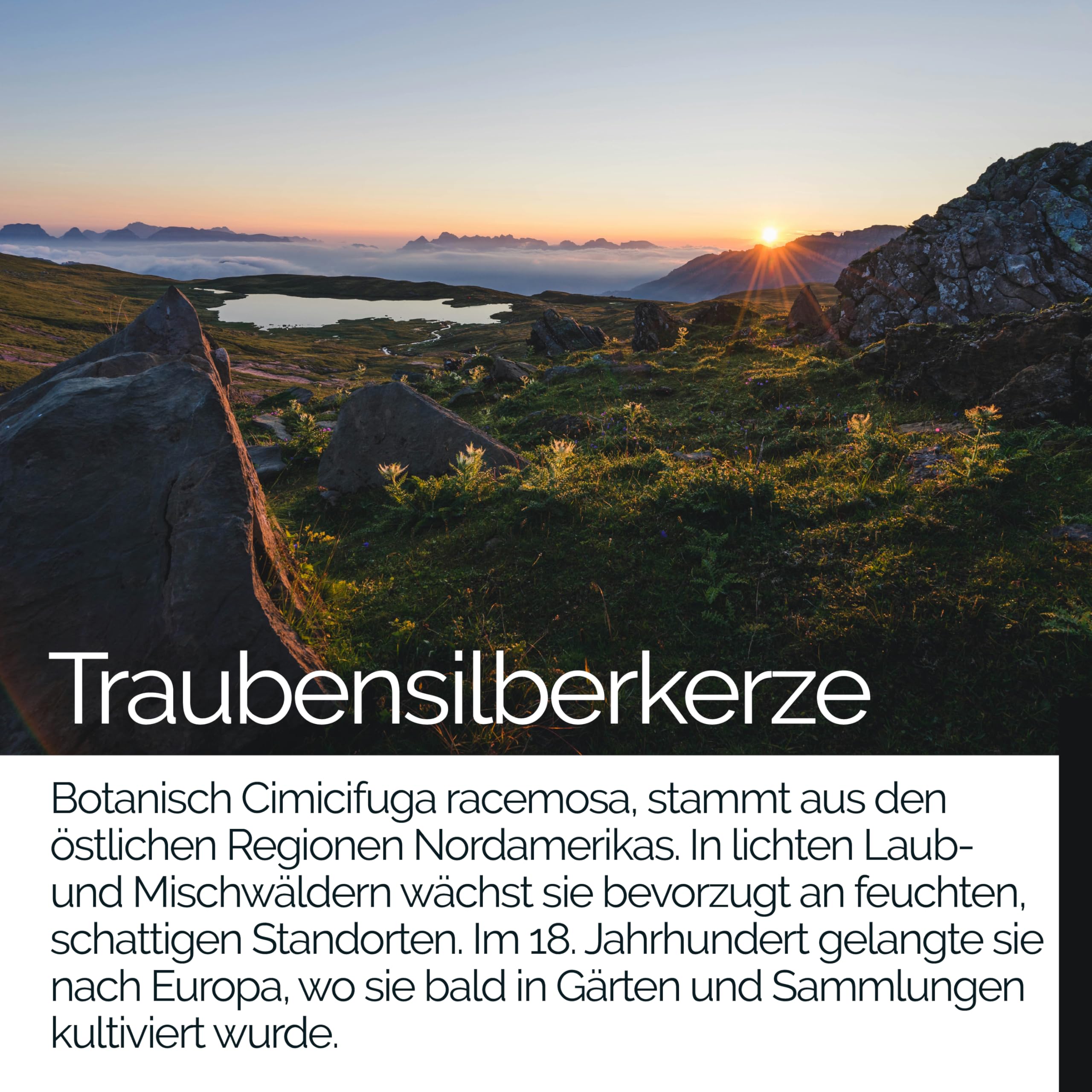 TAVI® Traubensilberkerze • 120 vegane Kapseln