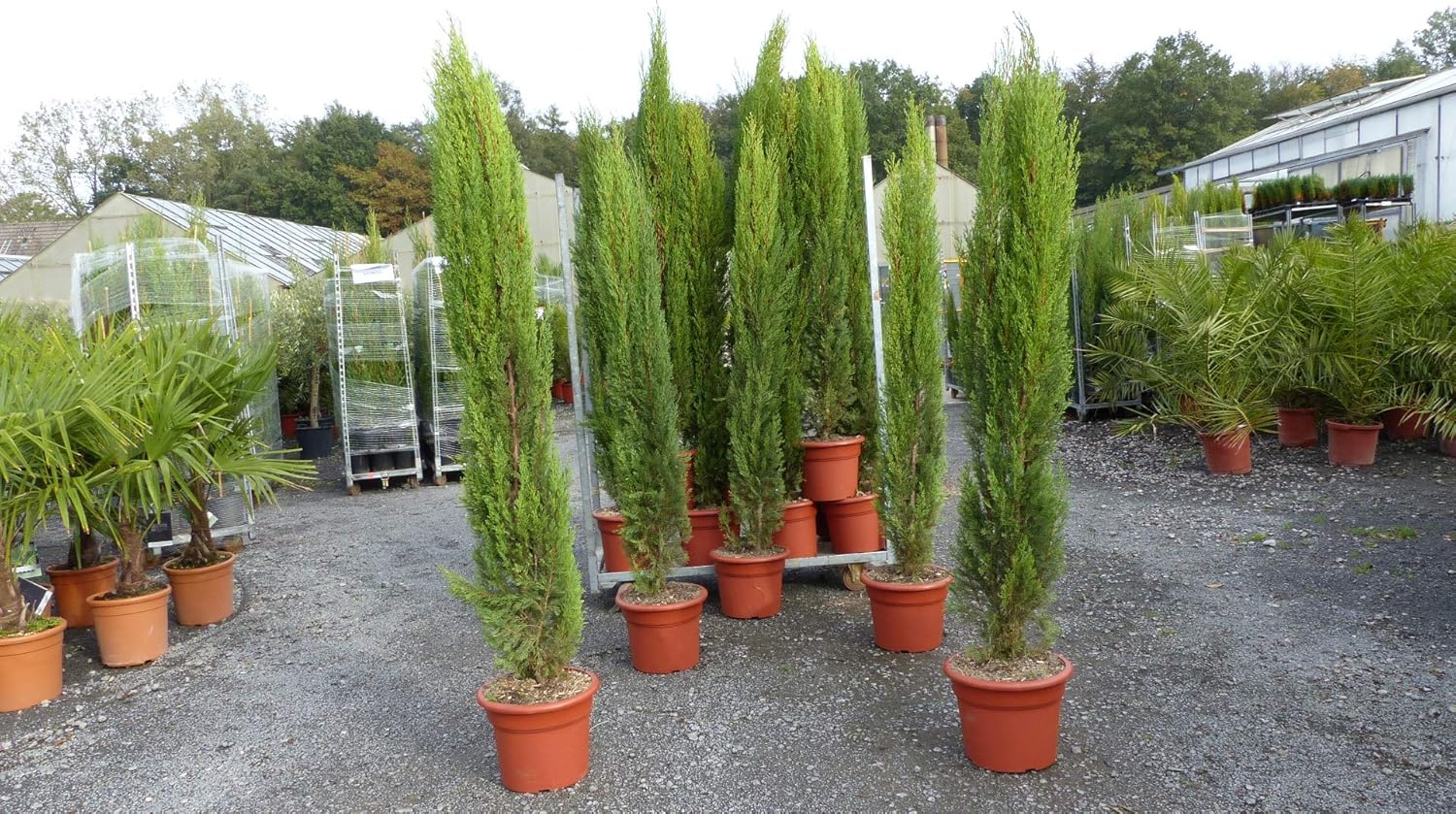 gruenwaren jakubik 1x Totem 180 cm Toskana Zypresse Mittelmeerzypresse