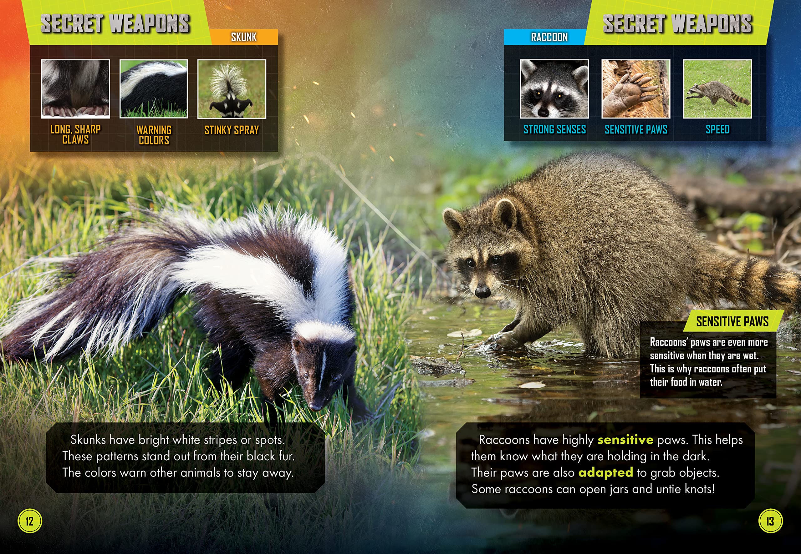 Skunk Vs. Raccoon