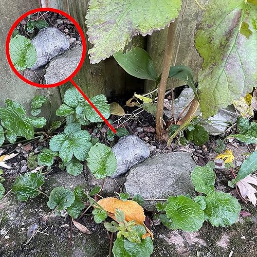 Miniatura 4 de PANGAEA Key Hider - Roca falsa, resistente a la intemperie y segura para llaves de repuesto, piedra de aspecto y tacto real, jardín, al aire libre,