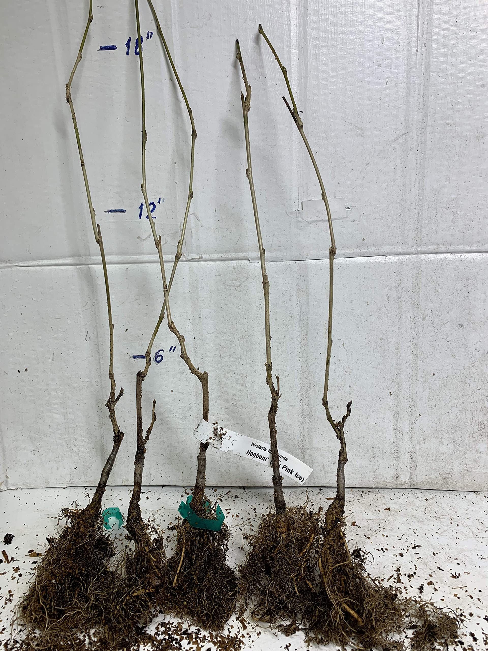 dnger fr zimmerpflanzen Zimmerpflanzendnger 500ml  Dnger und Pflanzenpflege fr Ihren Garten
