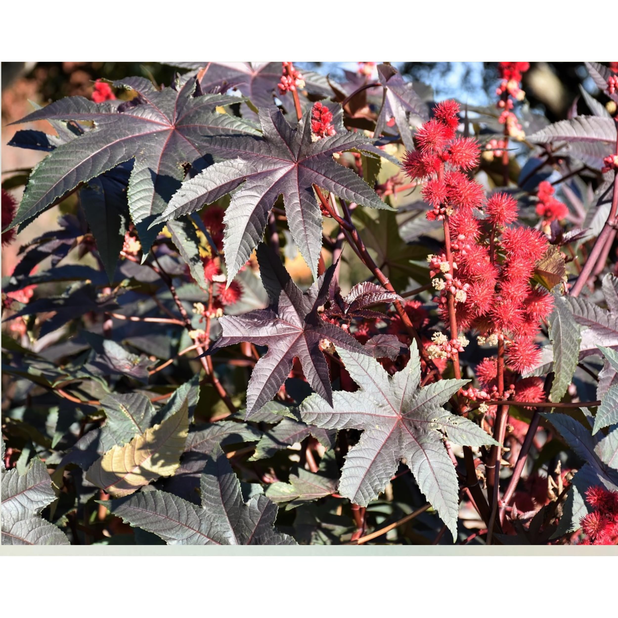lot de 250 graines de ricin rouge ricinus communis à planter culture et récolte rapide des plantes. 250 pcs