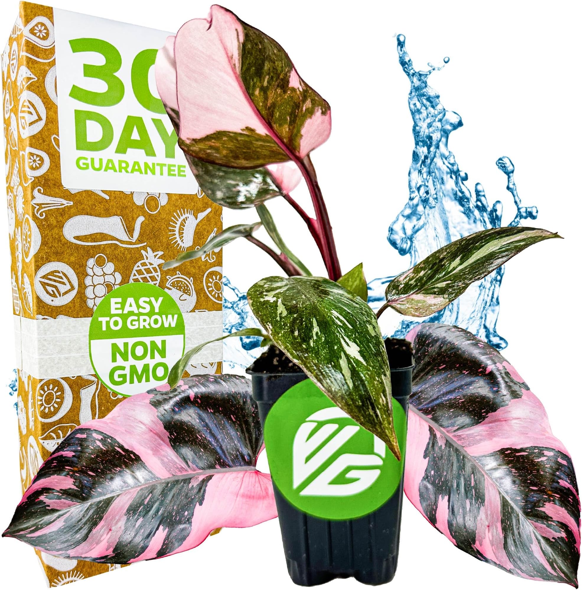 Marble Galaxy Philodendron - Philodendron erubescens by Wellspring Gardens - Variegated Starter Plant - Rare House Plants - Heart-Shaped Pink Plant for Indoor/Outdoor Use (1-Pack)