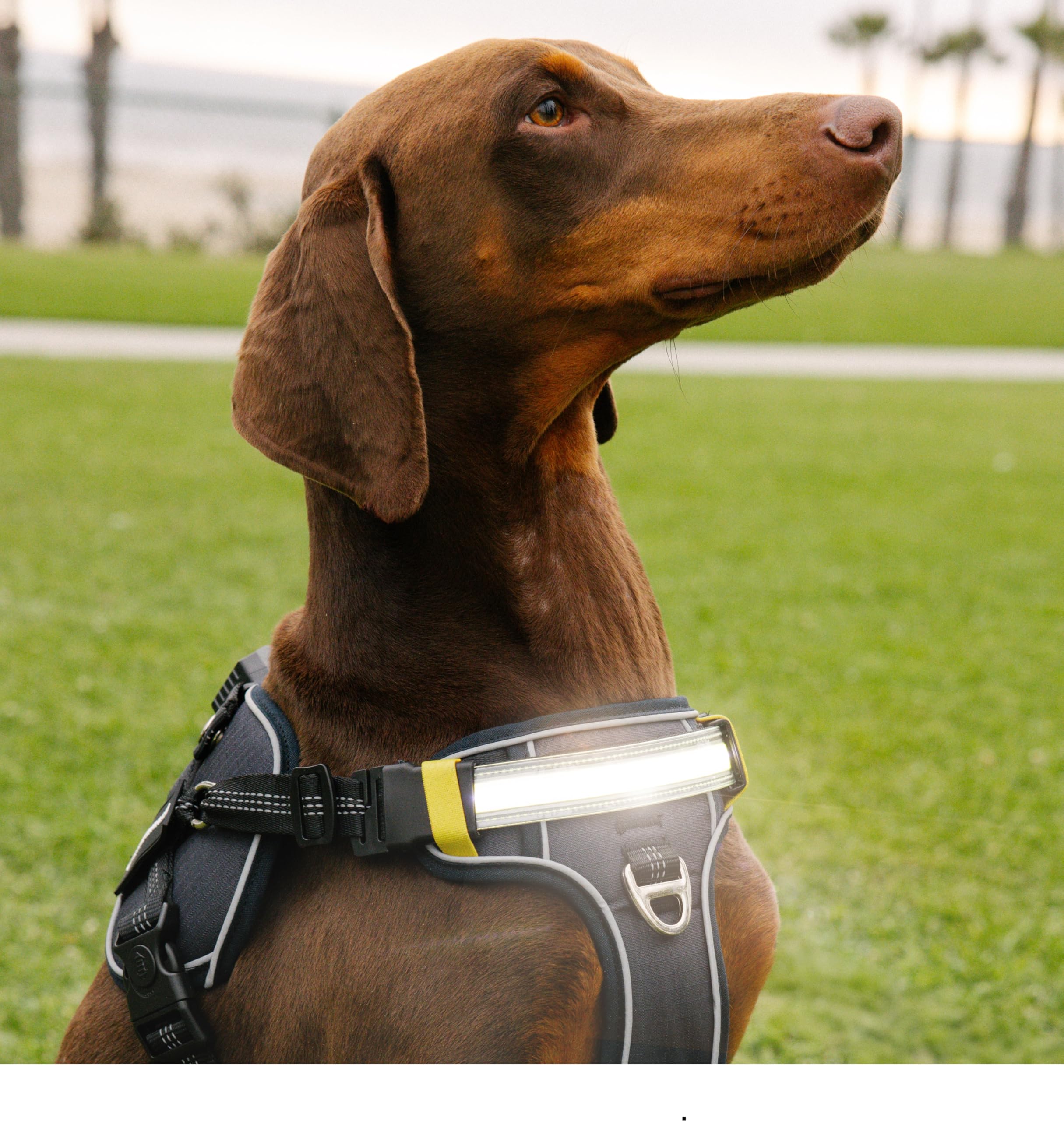 Lumi One LED-Hundegeschirr für Nachtsichtbarkeit und Sicherheit, zum Patent angemeldet - Warnweste mit 1000 Lumen LED, wiederaufladbarer Akku, verstellbare Passform, reflektierender Rand (Schwarz