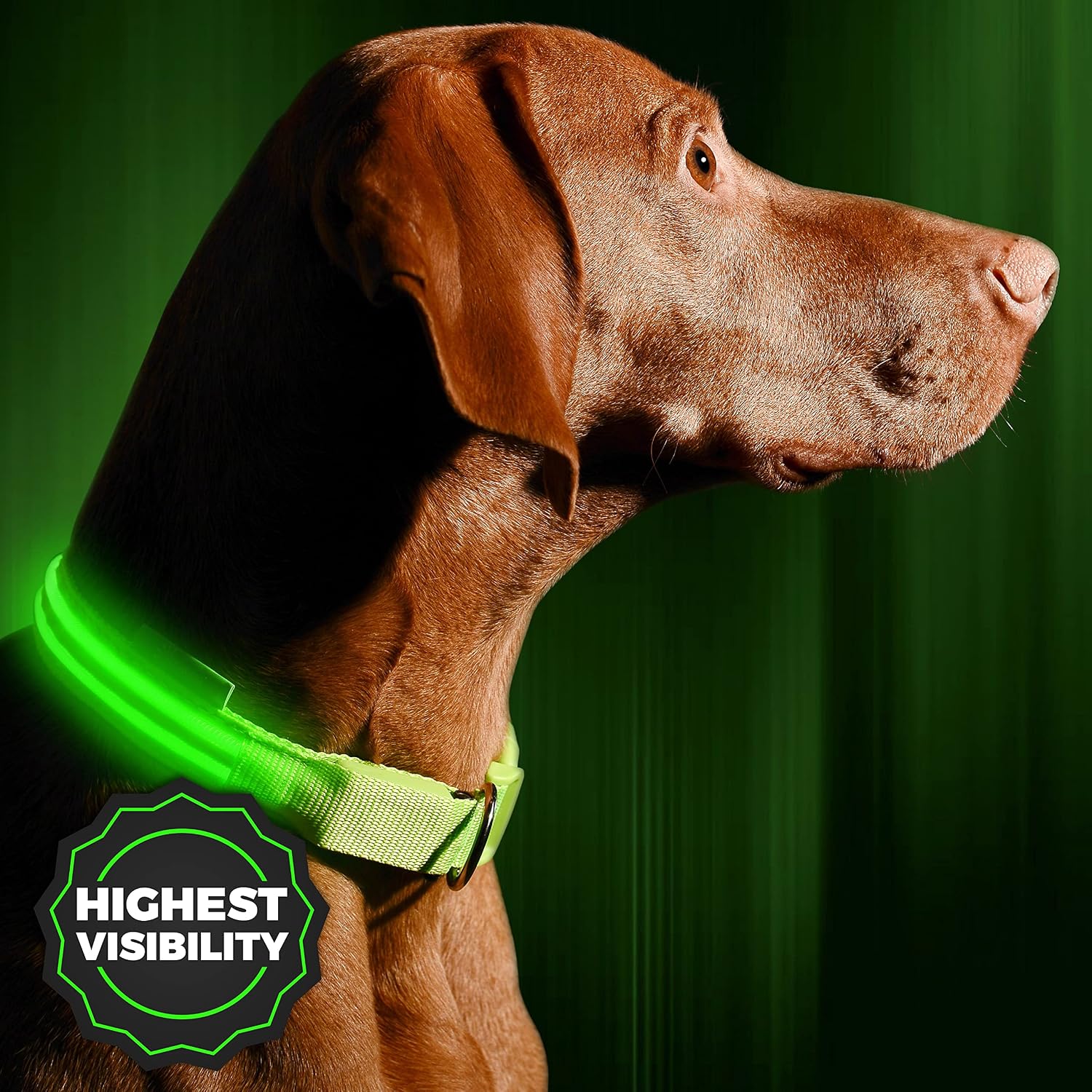 Best Light Up LED Collar - Illumiseen LED USB Rechargeable Dog Collar