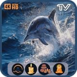 イルカの音：静かな海洋生物の映像と海の雰囲気のスクリーンセーバー