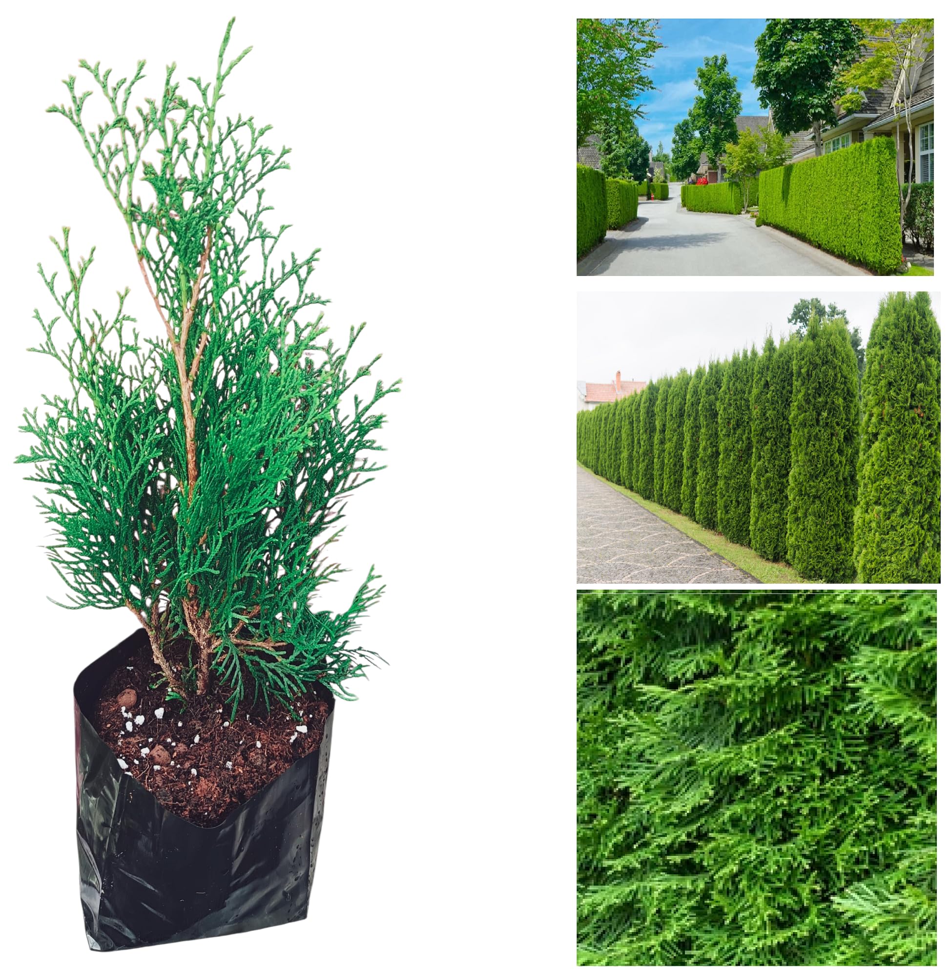 Pack of 2 Thuja Smaragd Hedging Plants 30–40cm | Emerald Green Arborvitae Evergreen Conifer | Privacy Hedge Garden Plants UK
