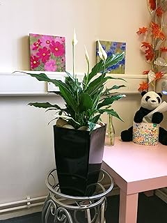 1 planta de lirio de la paz de Evergreen en maceta alta de Milano, color negro brillante
