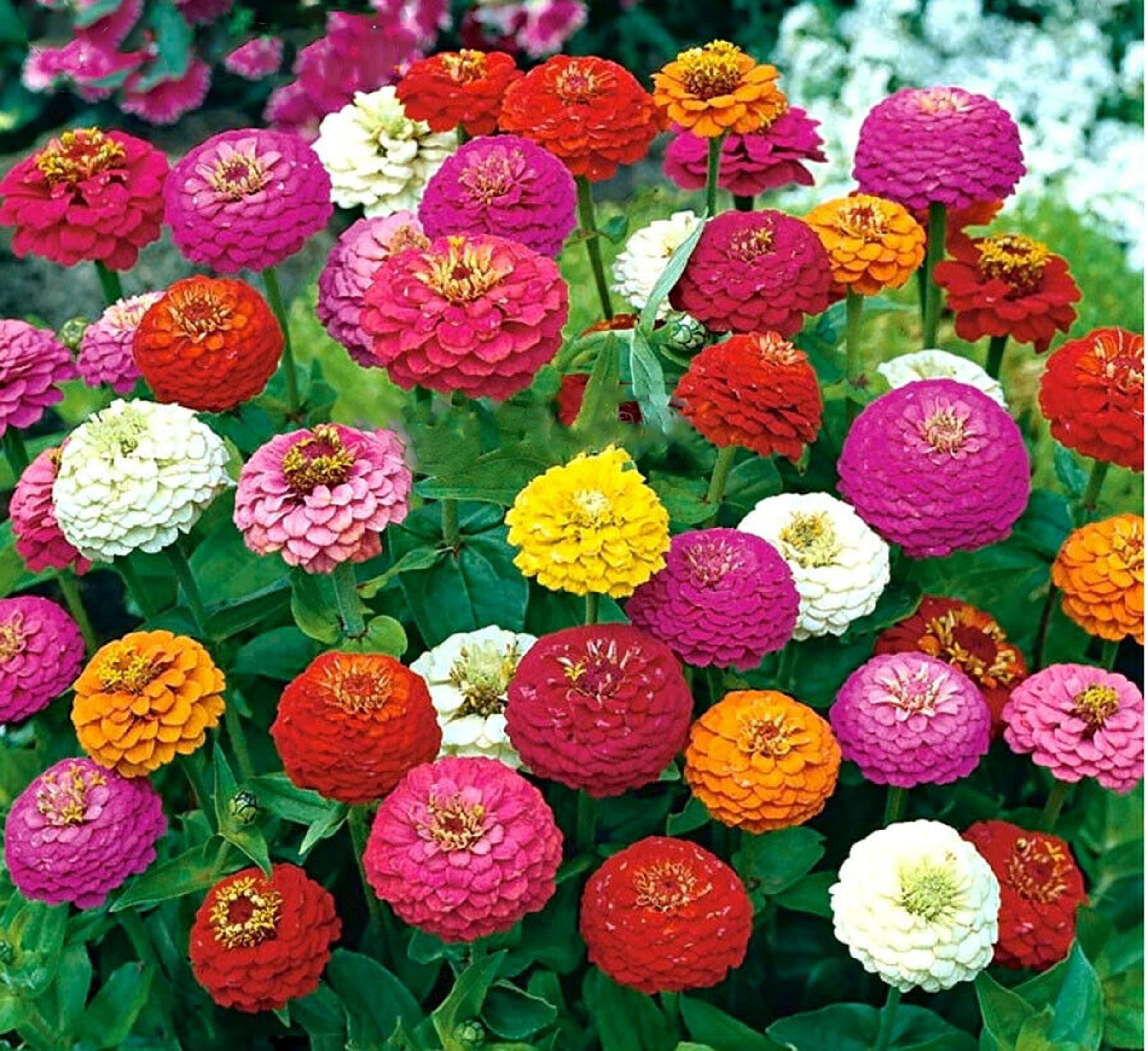 Buy4seeds 600 Seeds Zinnia Lilliput Button Box Mix Flower Seeds Zinnia Elegans Dwarf Flower Seeds Useful for Garden and Outdoor