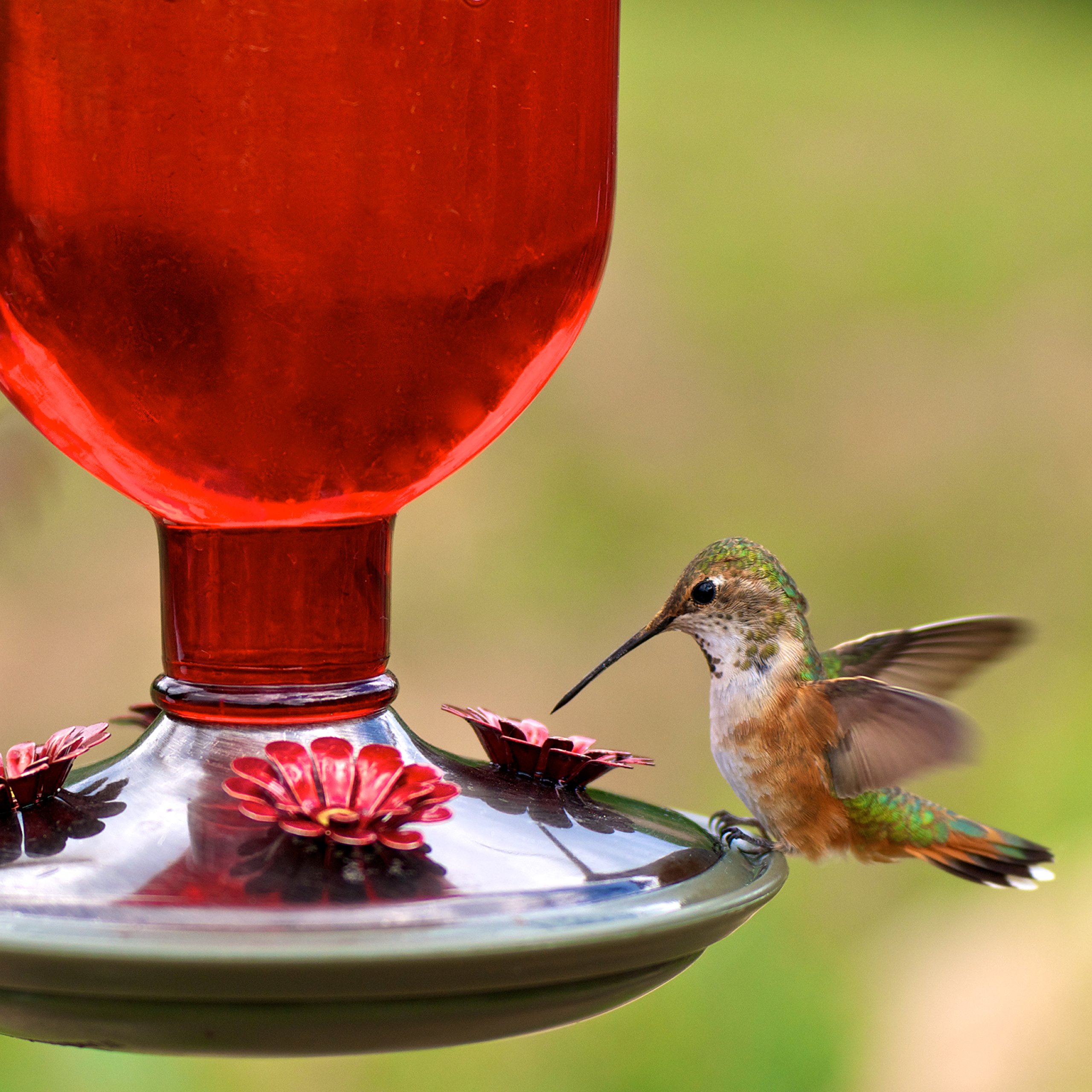Perky-Pet 8109-2 karmnik dla kolibrów w kolorze czerwonym, antycznym