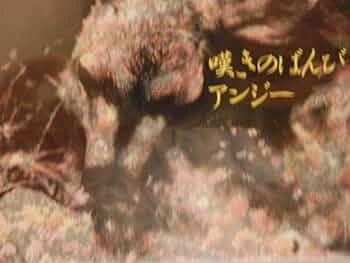 アンジー/嘆きのばんび/会報？付き Amazon.co.jp: 嘆きのばんび: ミュージック