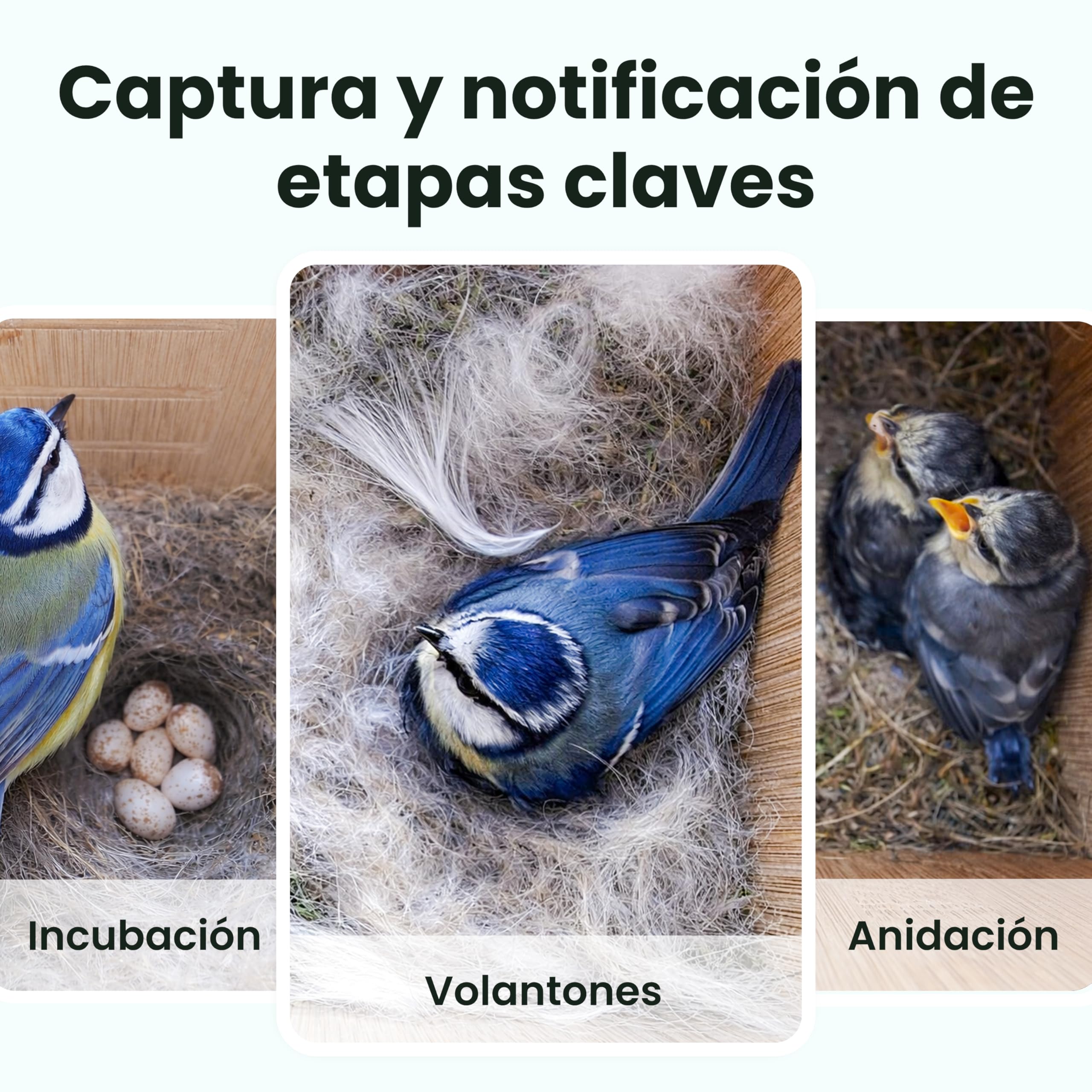 Birdfy Pajarera con cámara, nido con cámara, cámara de 2 millones de píxeles, para exteriores, observación en tiempo real de la construcción de nidos y cría de aves, detección de comportamiento de