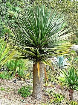 ③【希少】ドラセナ ドラコ/Dracaena draco※本物 ③【希少】ドラセナ ドラコ/Dracaena draco※本物 Amazon.com